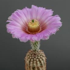 Fleur Fleur