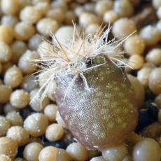 Plantule Plantule