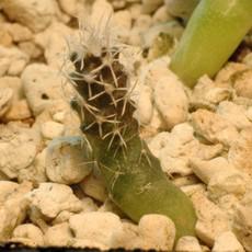Plantule Plantule
