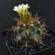 Fleur Fleur