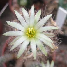 Fleur Fleur