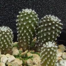 Plantule Plantule