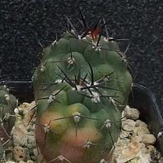 Plantule Plantule