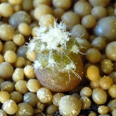 Plantule Plantule