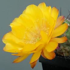 Fleur Fleur
