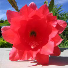 Fleur Fleur
