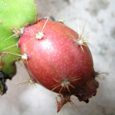 Fruit Fruit
