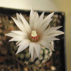 Fleur Fleur