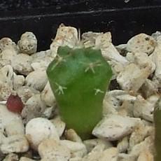 Plantule Plantule