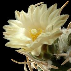 Fleur Fleur