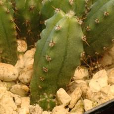 Plantule Plantule