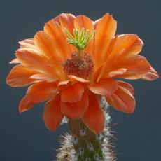 Fleur Fleur