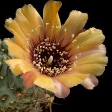 Fleur Fleur