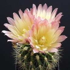 Fleur Fleur