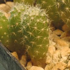 Plantule Plantule