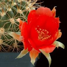 Fleur Fleur